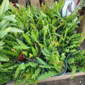 Fishbone Cactus Live Plant – Epiphyllum Anguliger Zig Zag Ric Rac Houseplant - Image 6