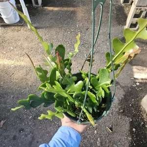 Fishbone Cactus Live Plant – Epiphyllum Anguliger Zig Zag Ric Rac Houseplant - Image 8