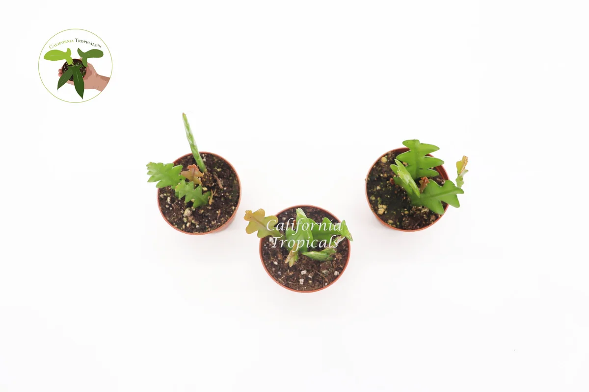 Fishbone Cactus Live Plant – Three Plants, 2 inch Pots – Indoor Succulent - Image 2