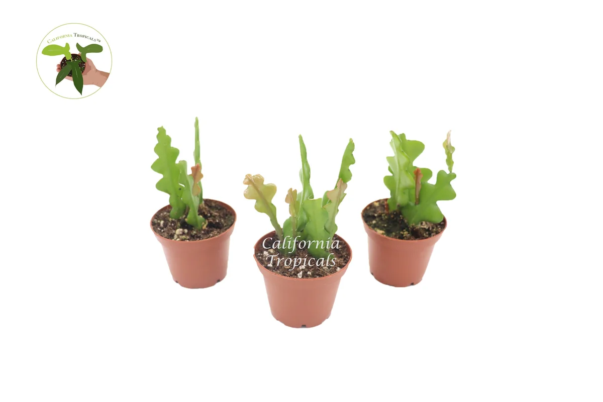 Fishbone Cactus Live Plant – Three Plants, 2 inch Pots – Indoor Succulent - Image 1