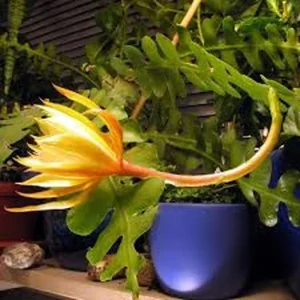 Fishbone Cactus Live Plant, Yellow Flower Zig Zag Cactus, Half Gallon Pot - Image 3