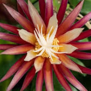 Fishbone Cactus Live Plant – Zig Zag Red Flower – Half Gallon Pot – Indoor/Outdoor - Image 2