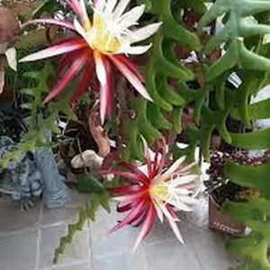 Fishbone Cactus Live Plant – Zig Zag Red Flower – Half Gallon Pot – Indoor/Outdoor - Image 3