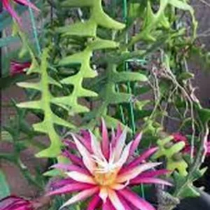 Fishbone Cactus Live Plant – Zig Zag Red Flower – Half Gallon Pot – Indoor/Outdoor - Image 4