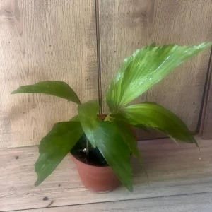 Fishtail Palm (Caryota mitis) Live Plant – 4 inch Pot – Indoor/Outdoor Tropical - Image 2