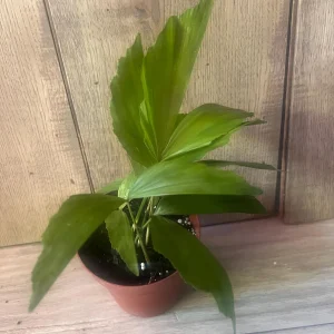 Fishtail Palm (Caryota mitis) Live Plant – 4 inch Pot – Indoor/Outdoor Tropical - Image 3