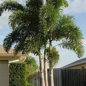Fishtail Palm (Caryota mitis) Live Plant – 4 inch Pot – Indoor/Outdoor Tropical - Image 1