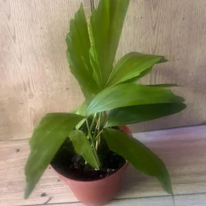 Fishtail Palm (Caryota mitis) Live Plant – 4 inch Pot – Indoor/Outdoor Tropical - Image 5