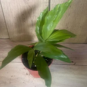 Fishtail Palm (Caryota mitis) Live Plant – 4 inch Pot – Indoor/Outdoor Tropical - Image 7