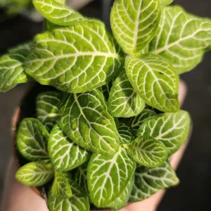 Fittonia Joly Lemon: Nerve Plant in 2in Pot - Image 4