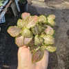 Fittonia Ruby Lime Live Plant – Nerve Plant 2in Pot – Indoor Houseplant - Image 1