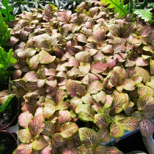 Fittonia Ruby Lime Live Plant – Nerve Plant 2in Pot – Indoor Houseplant - Image 2