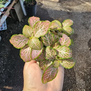 Fittonia Ruby Lime Live Plant – Nerve Plant 2in Pot – Indoor Houseplant - Image 1