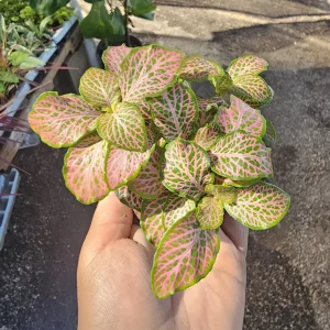 Fittonia Ruby Lime Live Plant – Nerve Plant 2in Pot – Indoor Houseplant - Image 5