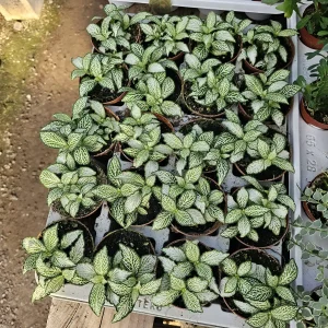 Fittonia White Tiger Live Plant – Fittonia albivenis – 2 inch Pot – Indoor - Image 2