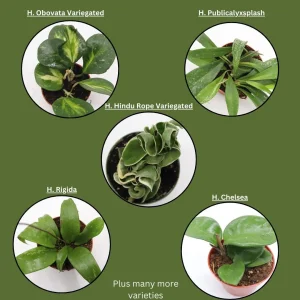 Five Assorted Hoya Plants - Grower's Choice Live Plant Collection - Image 2