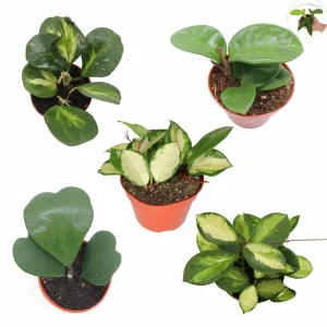 Five Assorted Hoya Plants - Grower's Choice Live Plant Collection - Image 1