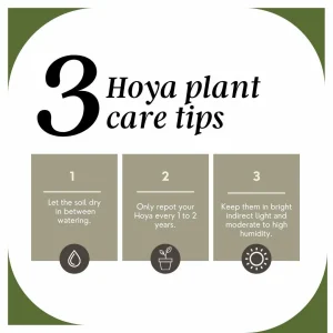 Five Assorted Hoya Plants - Grower's Choice Live Plant Collection - Image 4