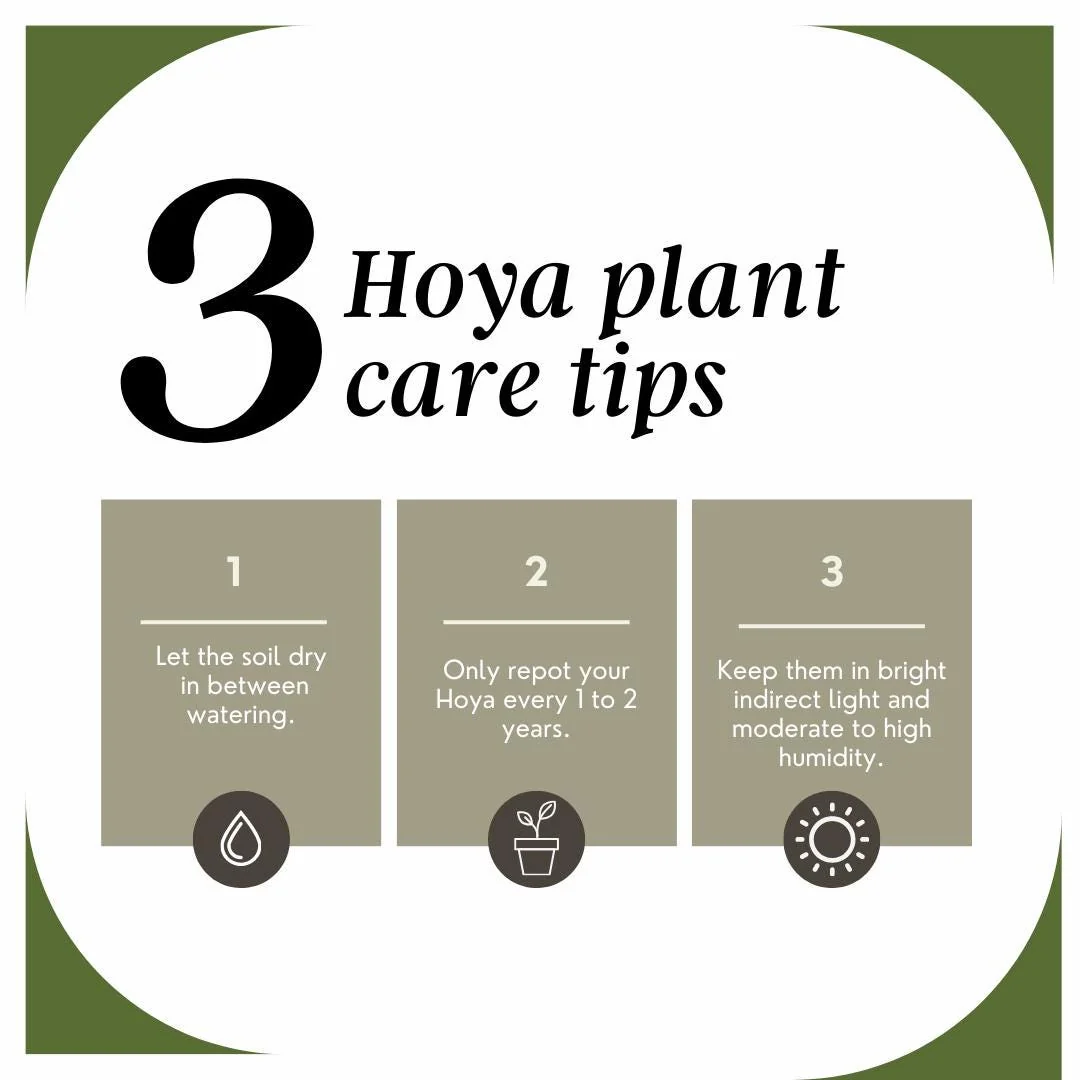 Five Assorted Hoya Plants - Grower's Choice Live Plant Collection - Image 4
