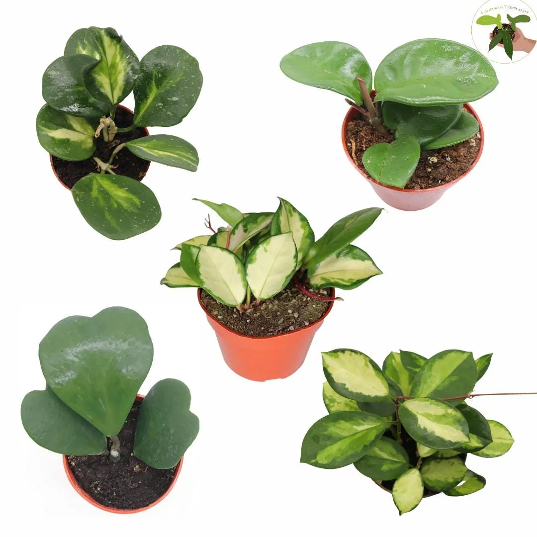 Five Assorted Hoya Plants - Grower's Choice Live Plant Collection - Image 1