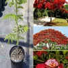 Flamboyant Tree Live Plant - Delonix Regia - 2-3 Feet Tall - Ships in 3 Gallon Pot - Image 1