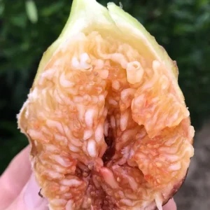 Flanders Fig Tree Live Plant - 3-4 Feet Tall - 3 Gallon Pot - Outdoor Fruit - Image 1