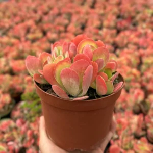 Flapjack Succulent Live Plant – Kalanchoe luciae Paddle Plant – 4 inch Pot – Indoor/Outdoor - Image 2