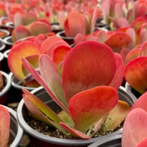 Flapjack Succulent Live Plant – Kalanchoe luciae Paddle Plant – 4 inch Pot – Indoor/Outdoor - Image 3