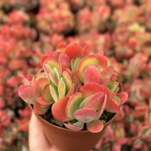 Flapjack Succulent Live Plant – Kalanchoe luciae Paddle Plant – 4 inch Pot – Indoor/Outdoor - Image 1
