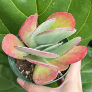Flapjack Succulent Live Plant – Kalanchoe luciae Paddle Plant – 4 inch Pot – Indoor/Outdoor - Image 5