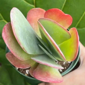 Flapjack Succulent Live Plant – Kalanchoe luciae Paddle Plant – 4 inch Pot – Indoor/Outdoor - Image 6