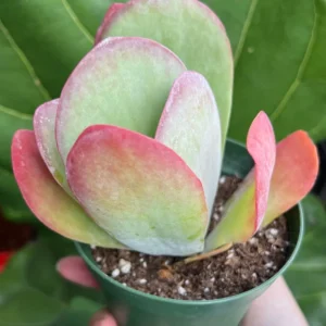 Flapjack Succulent Live Plant – Kalanchoe luciae Paddle Plant – 4 inch Pot – Indoor/Outdoor - Image 7