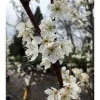Flavor Queen Pluot Tree - 2-3 Ft Live Plant - Hybrid Plum & Apricot Fruit - Image 1