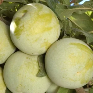 Flavor Queen Pluot Tree Live Plant – 2 Feet Tall – 3 Gallon Pot - Image 1