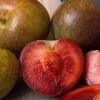 Flavor Supreme Pluot Tree – Live Fruit Plant – 3 Feet Tall in 3 Gallon Pot – Outdoor - Image 1