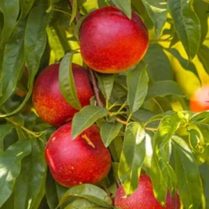 Flavortop Nectarine Tree – Live Plant – 3 Feet Tall – 3 Gallon Pot – Outdoor Fruit - Image 1