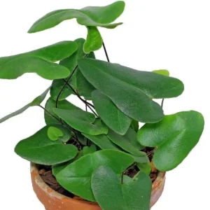 Floating Heart Fern Live Plant - Hemionitis arifolia - 4 Inch Pot - Indoor Houseplant - Image 2
