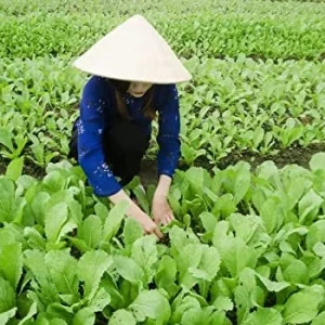 Florida Broadleaf Mustard Seeds – Non-GMO Heirloom Vegetable Seeds – 10 inch - Image 2