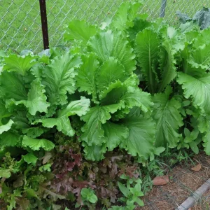 Florida Broadleaf Mustard Seeds – Non-GMO Heirloom Vegetable Seeds – 10 inch - Image 3