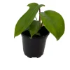 Florida Green Philodendron Live Plant – 4 inch Pot – Indoor Vining Plant - Image 1
