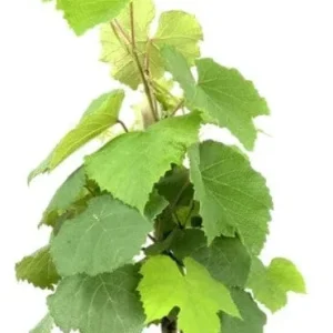 Florida Muscadine Grape Live Plant – Sweet Edible Fruit Vine – Outdoor - Image 2