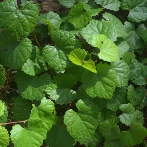 Florida Muscadine Grape Live Plant – Sweet Edible Fruit Vine – Outdoor - Image 3