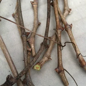 Florida Muscadine Grape Live Plant – Sweet Edible Fruit Vine – Outdoor - Image 4