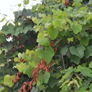 Florida Muscadine Grape Live Plant – Sweet Edible Fruit Vine – Outdoor - Image 5