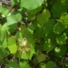Florida Muscadine Grape Live Plant – Sweet Edible Fruit Vine – Outdoor - Image 1