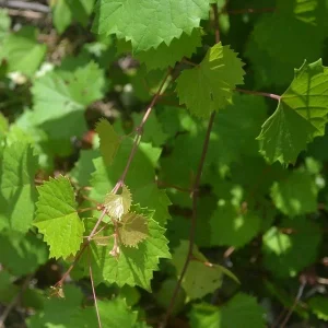 Florida Muscadine Grape Live Plant – Sweet Edible Fruit Vine – Outdoor - Image 1