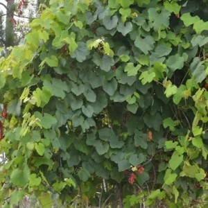 Florida Muscadine Grape Live Plant – Sweet Edible Fruit Vine – Outdoor - Image 6