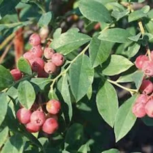 Florida Rose Rabbiteye Blueberry Live Plant - Highbush Fruit Bush - Perennial - Image 2