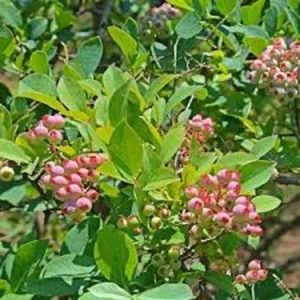 Florida Rose Rabbiteye Blueberry Live Plant – Pink Fruit Highbush Starter Plant – USDA Zones 6b-9a - Image 4
