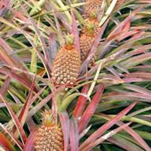 Florida Special Pineapple Plant Starter - Ananas Colossus Live Fruit Plant, Bare Root - Image 6